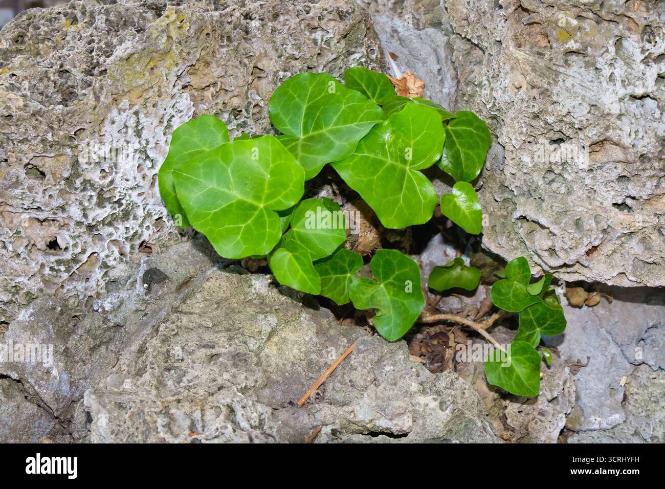 Primo piano di foglie di edera verde che spuntano da crepe sulla superficie rocciosa di pietra, illuminate dalla luce del sole, simboleggiano la resilienza, la crescita e l'armonia tra di loro Foto Stock