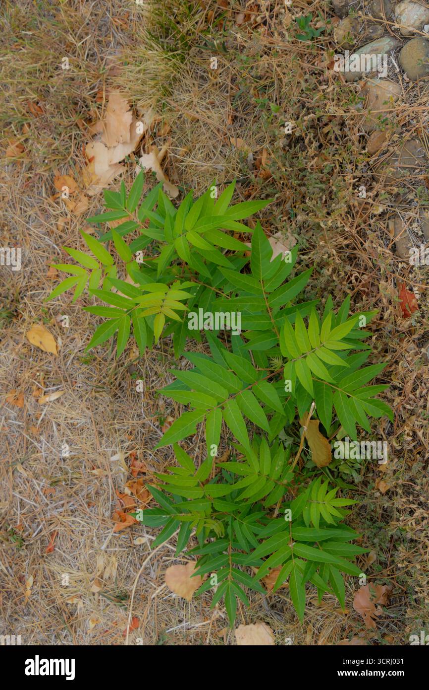 Una piccola pianta verde con foglie vibranti emerge attraverso erba secca e foglie cadute sparse, simboleggiando la resilienza e il contrasto naturale in un'auto Foto Stock