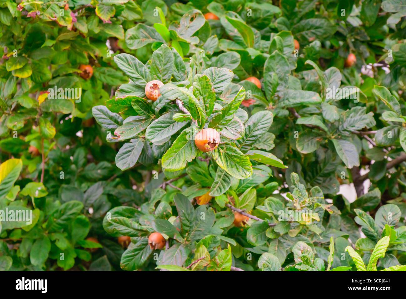 Primo piano dei frutti di medlar che crescono tra fitte foglie verdi in un frutteto rurale, illustrando la maturazione naturale, la raccolta stagionale e l'agricoltura tradizionale Foto Stock
