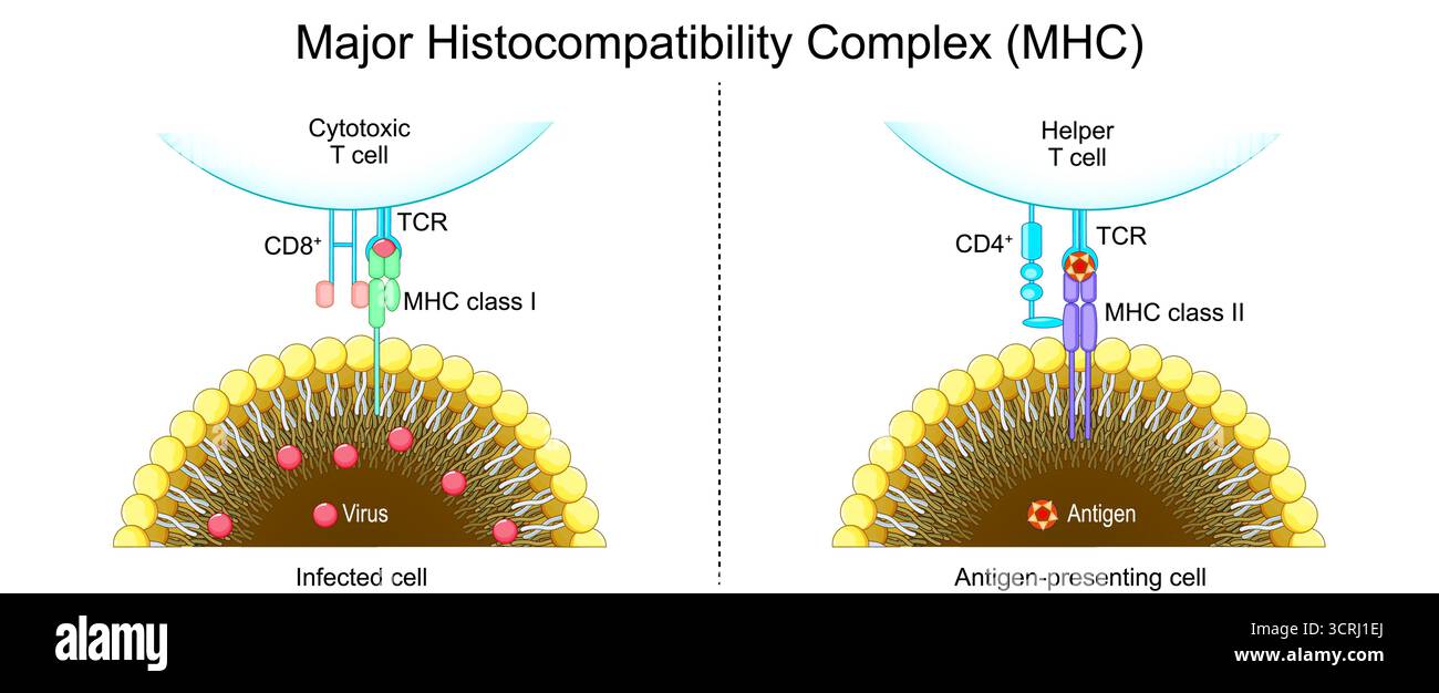 MHC (Major Histocompatibility Complex) complesso di istocompatibilità principale. Cellula che presenta l'antigene che mostra l'antigene alla cellula T di Helper. Cellula infetta che presenta frammenti virali a Cytotox Illustrazione Vettoriale