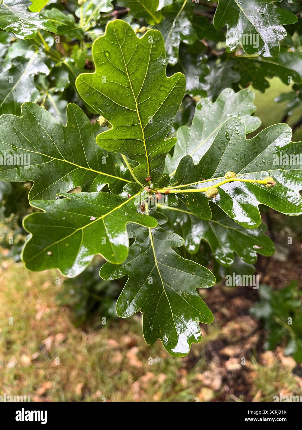 Foglie di quercia verde nel parco in primavera - Immagine stock catturata con smartphone