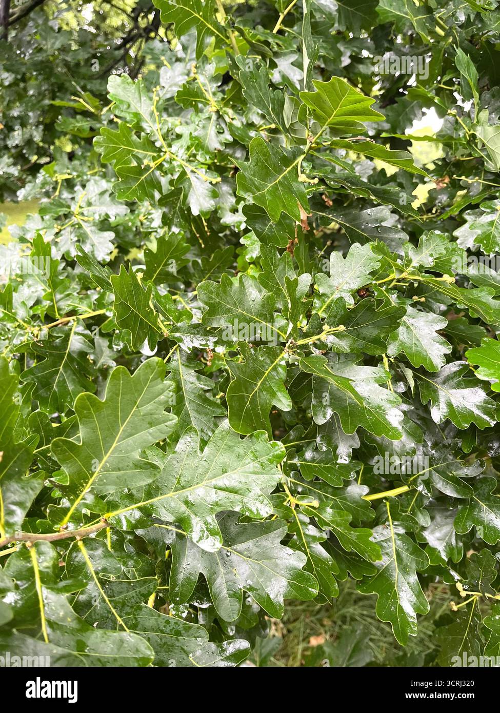 Foglie di quercia verde nel parco in primavera - Immagine stock catturata con smartphone