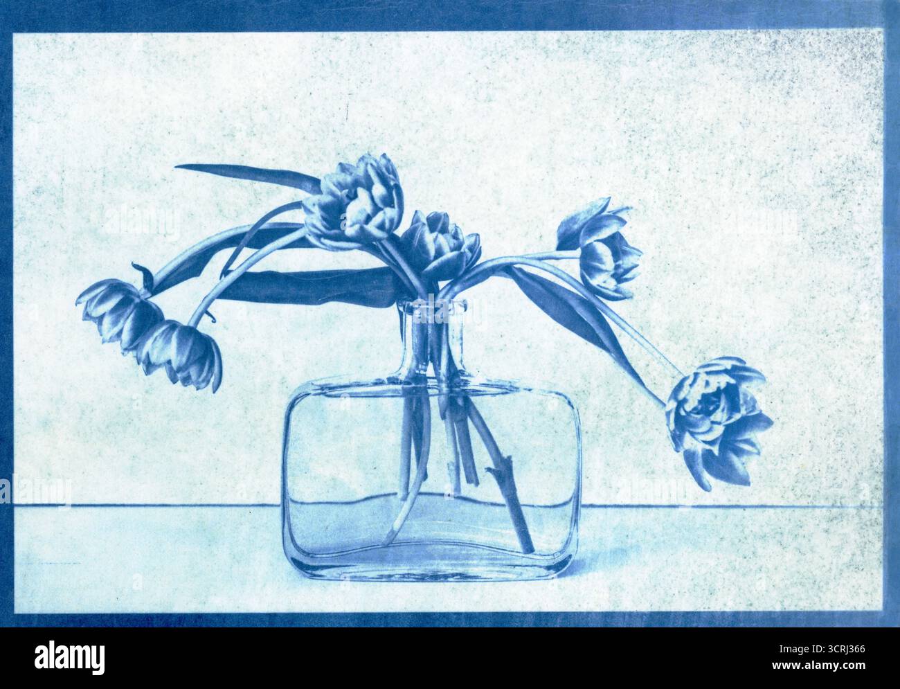 papaveri in una bottiglia di vetro, natura morta, cianotipo, blu prussiano Foto Stock