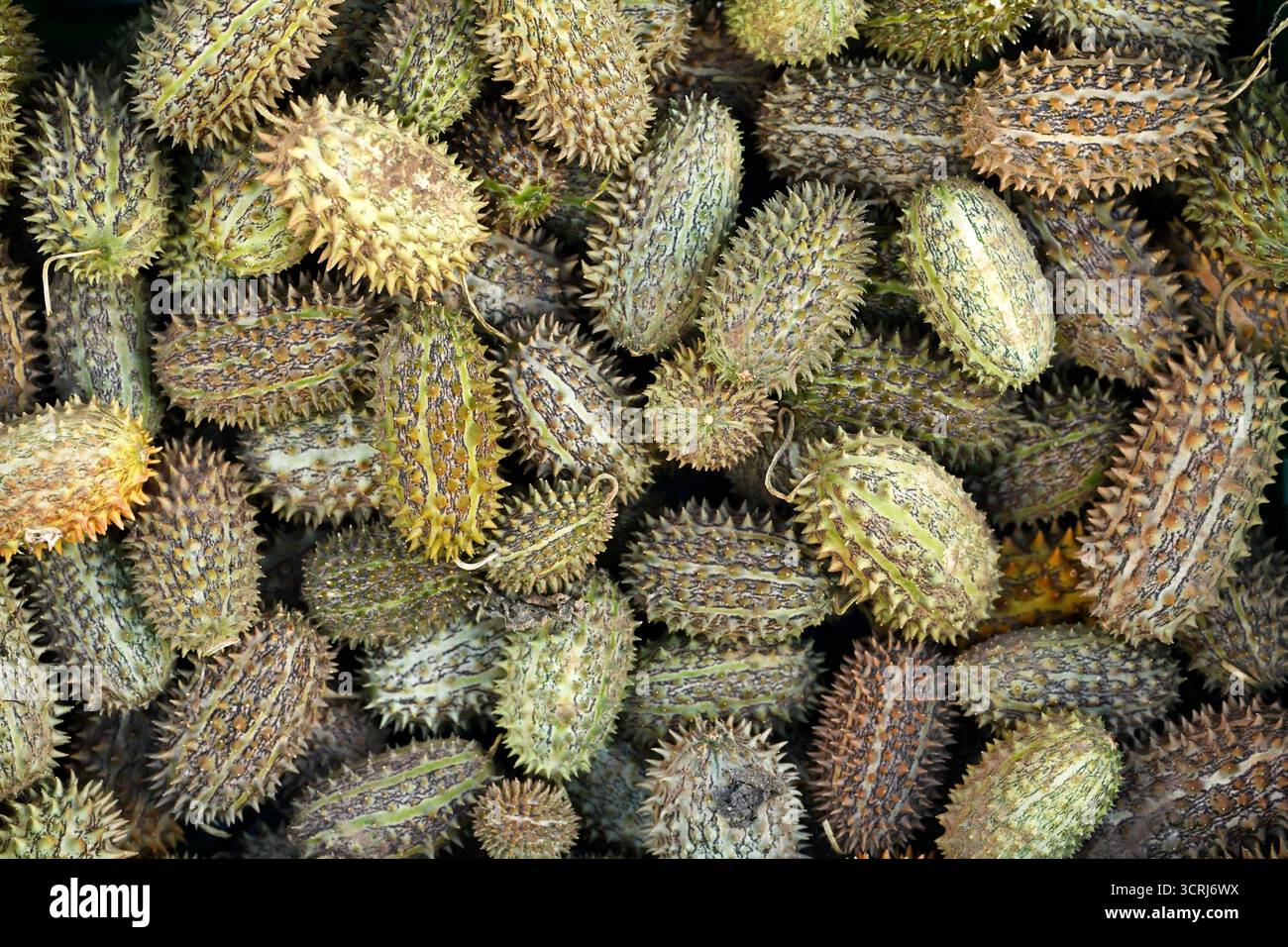 Vista dall'alto dei frutti selvatici di Cucumis africanus con consistenza naturale e fascino botanico esotico Foto Stock