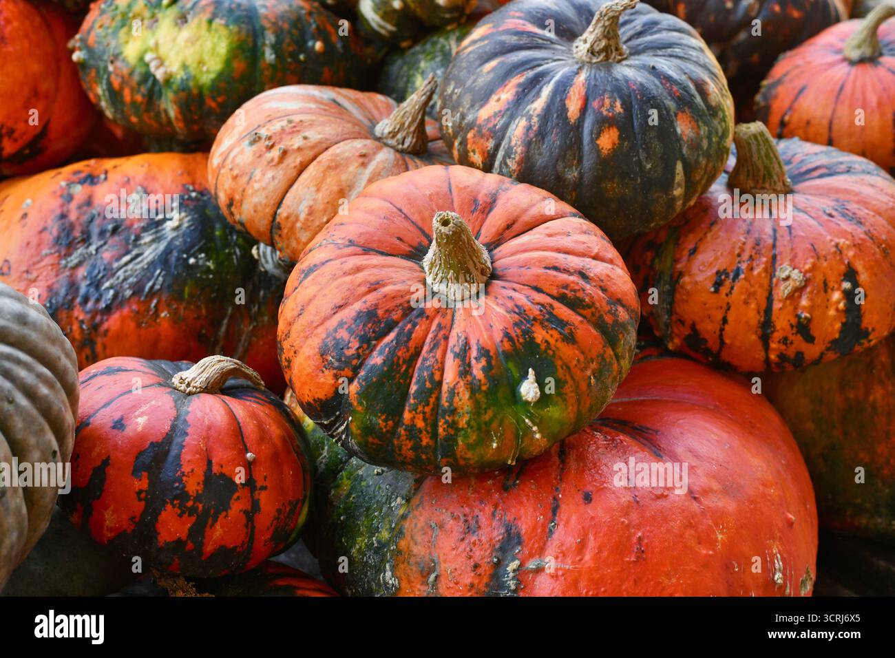 Mucchio di zucche Zucca Lakota al mercato agricolo autunnale per il raccolto stagionale Foto Stock