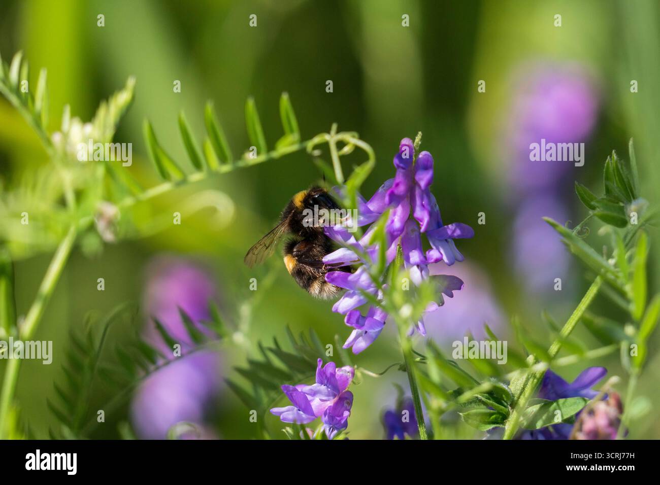 Bumblebee dalla coda bianca (Bombus lucorum) che raccoglie il nettare da Tufted Vecch, Newport Wetlands Wales UK. Luglio 2025 Foto Stock