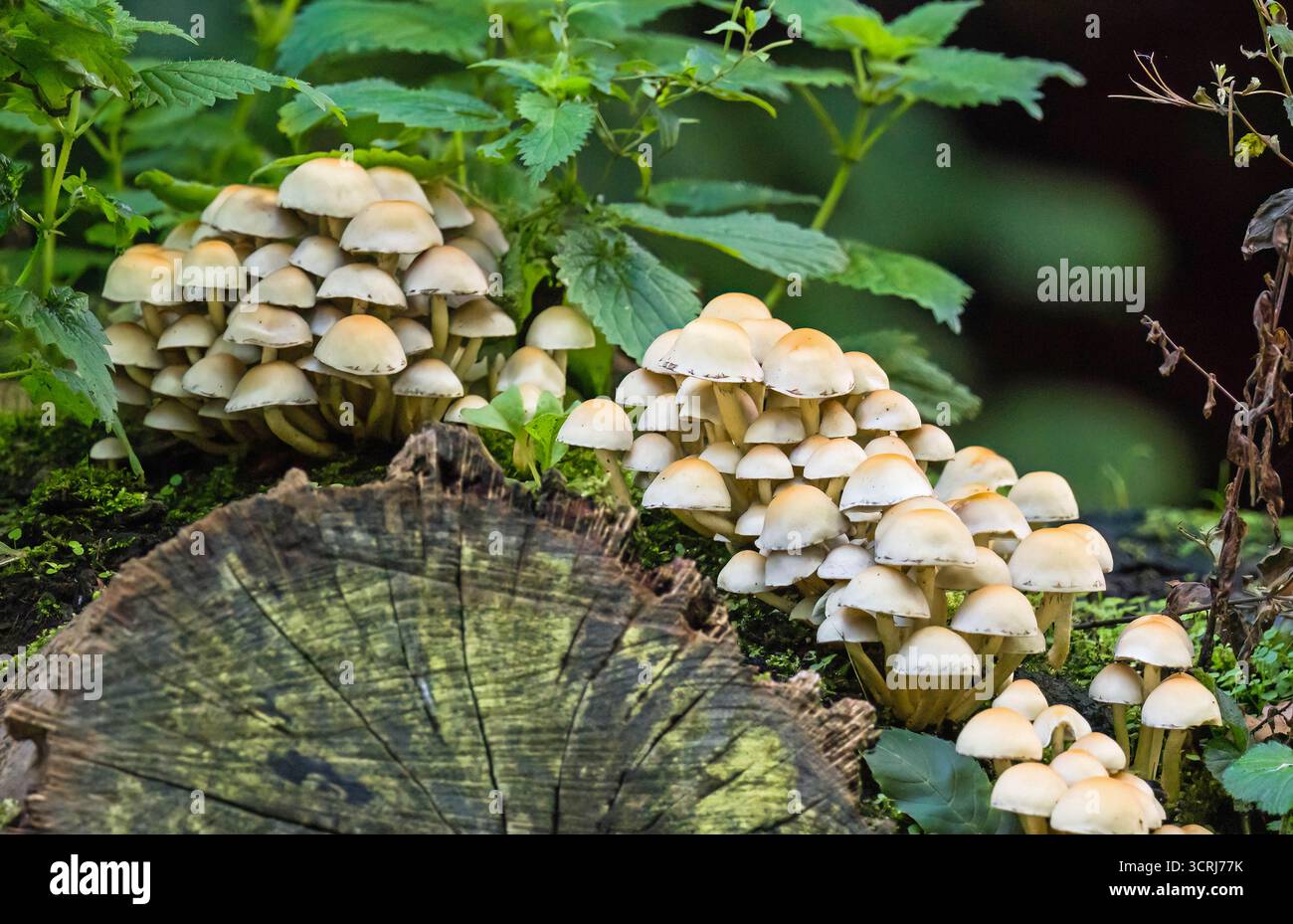 Ciuffo di zolfo (Hypholoma fasciculare (Strophariaceae) Forest Farm Nature Reserve Cardiff Galles Regno Unito. Settembre 2025 Foto Stock