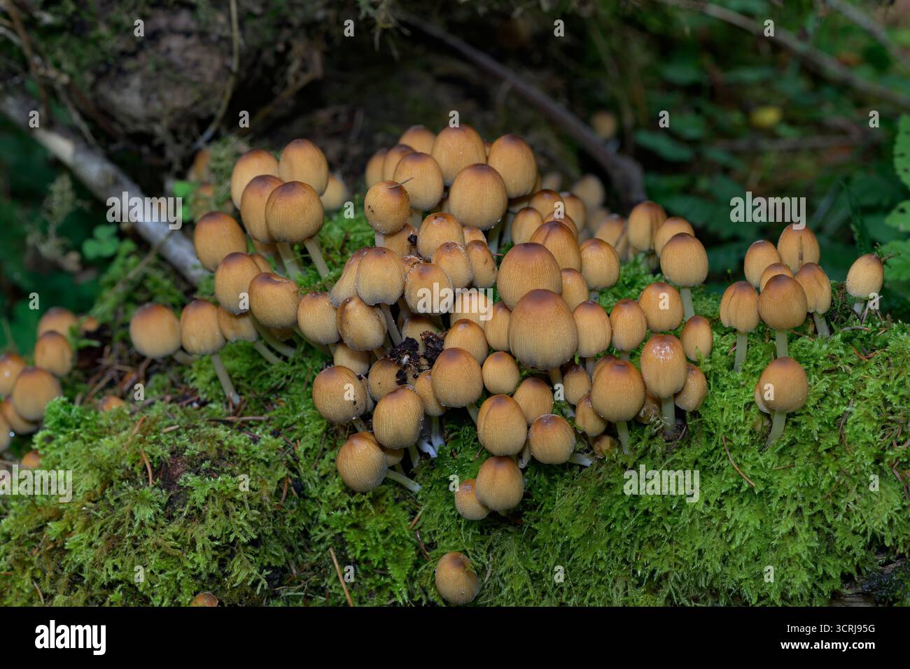 Cappe di mica (Coprinellus micaceus) da Hidra, Norvegia sud-occidentale a settembre. Foto Stock Cappe di mica (Coprinellus micaceus) da Hidra, Norvegia sud-occidentale a settembre. Foto Stock