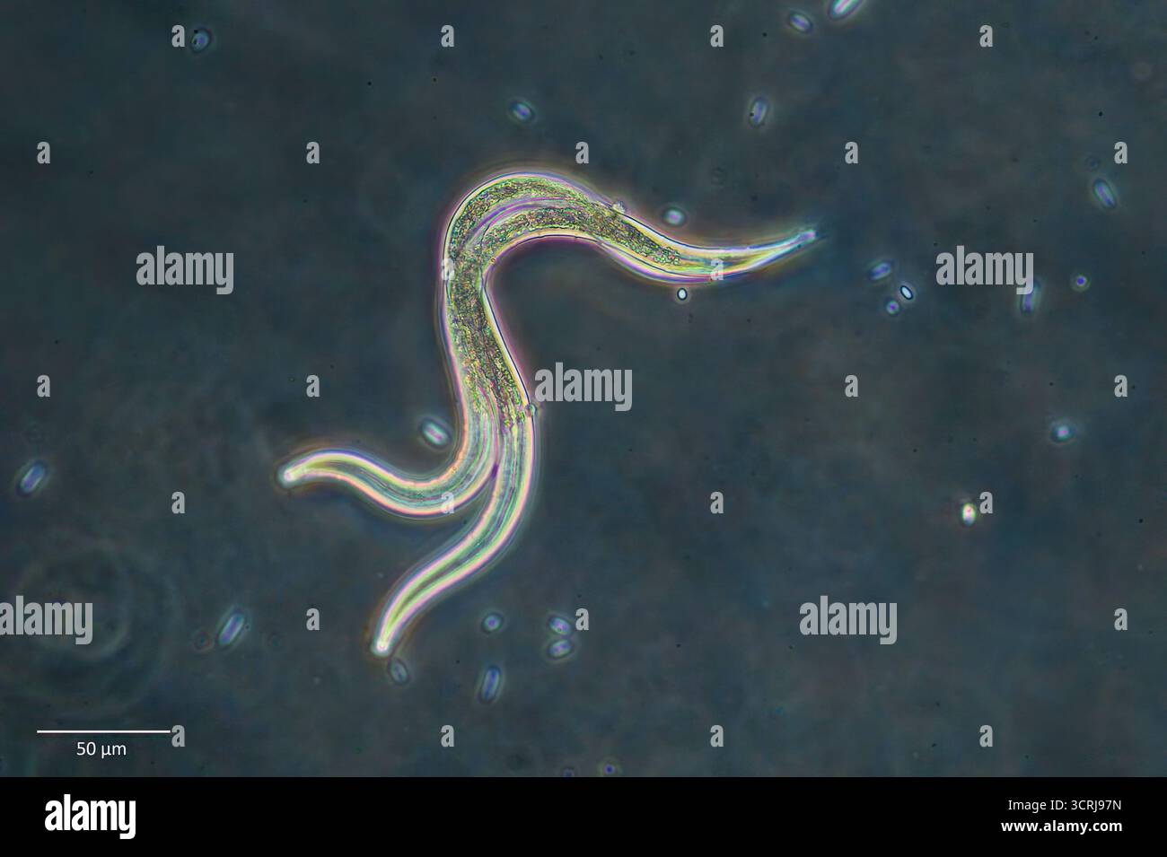 Accoppiamento in nematodi (vermi rotondi) raccolti dal muschio nel sud-ovest della Norvegia. sono coinvolti 2 esemplari, forse un maschio e un ermafrodito. Foto Stock Accoppiamento in nematodi (vermi rotondi) raccolti dal muschio nel sud-ovest della Norvegia. sono coinvolti 2 esemplari, forse un maschio e un ermafrodito. Foto Stock
