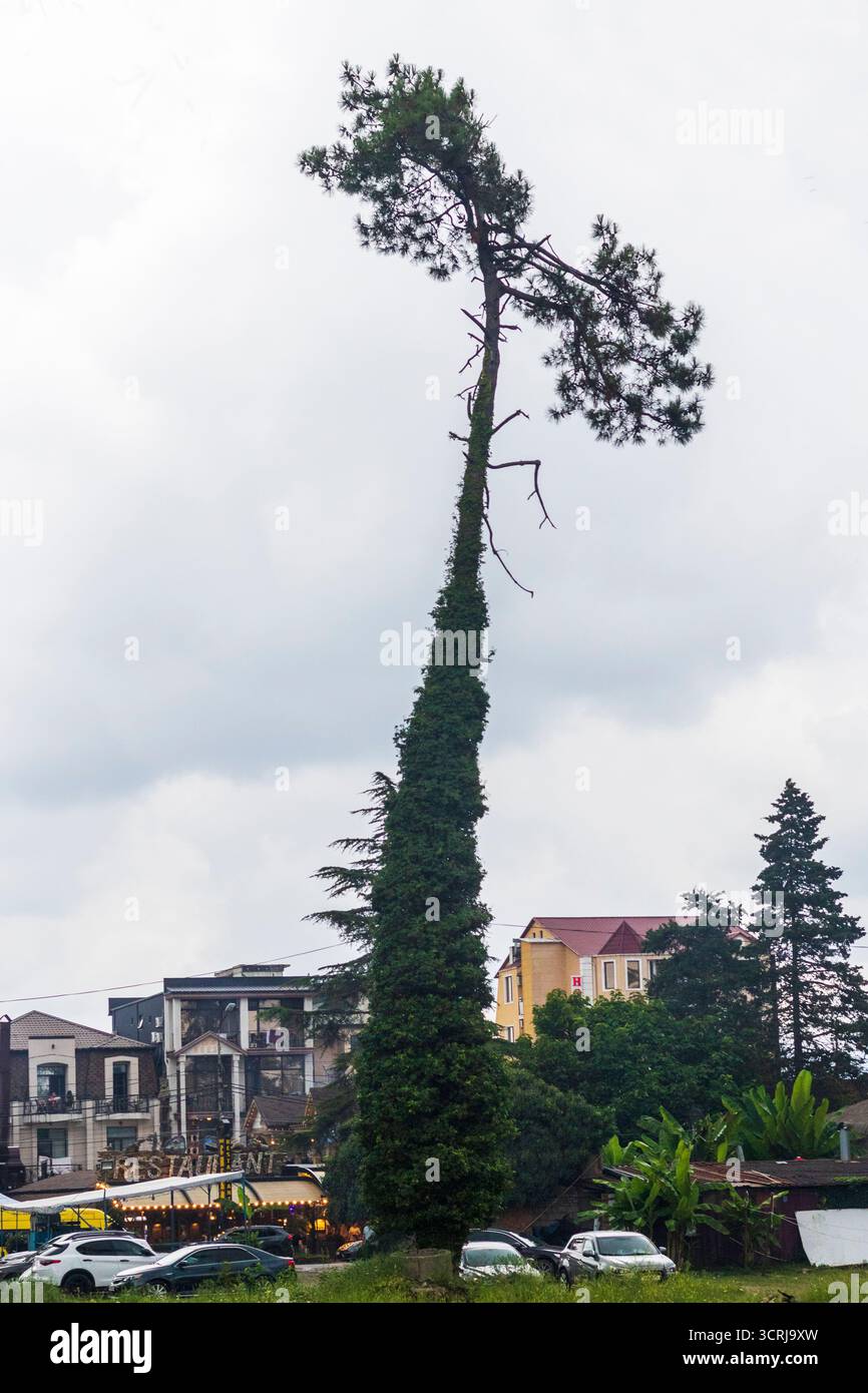 Un colpo dello strano albero alto nel parco Foto Stock