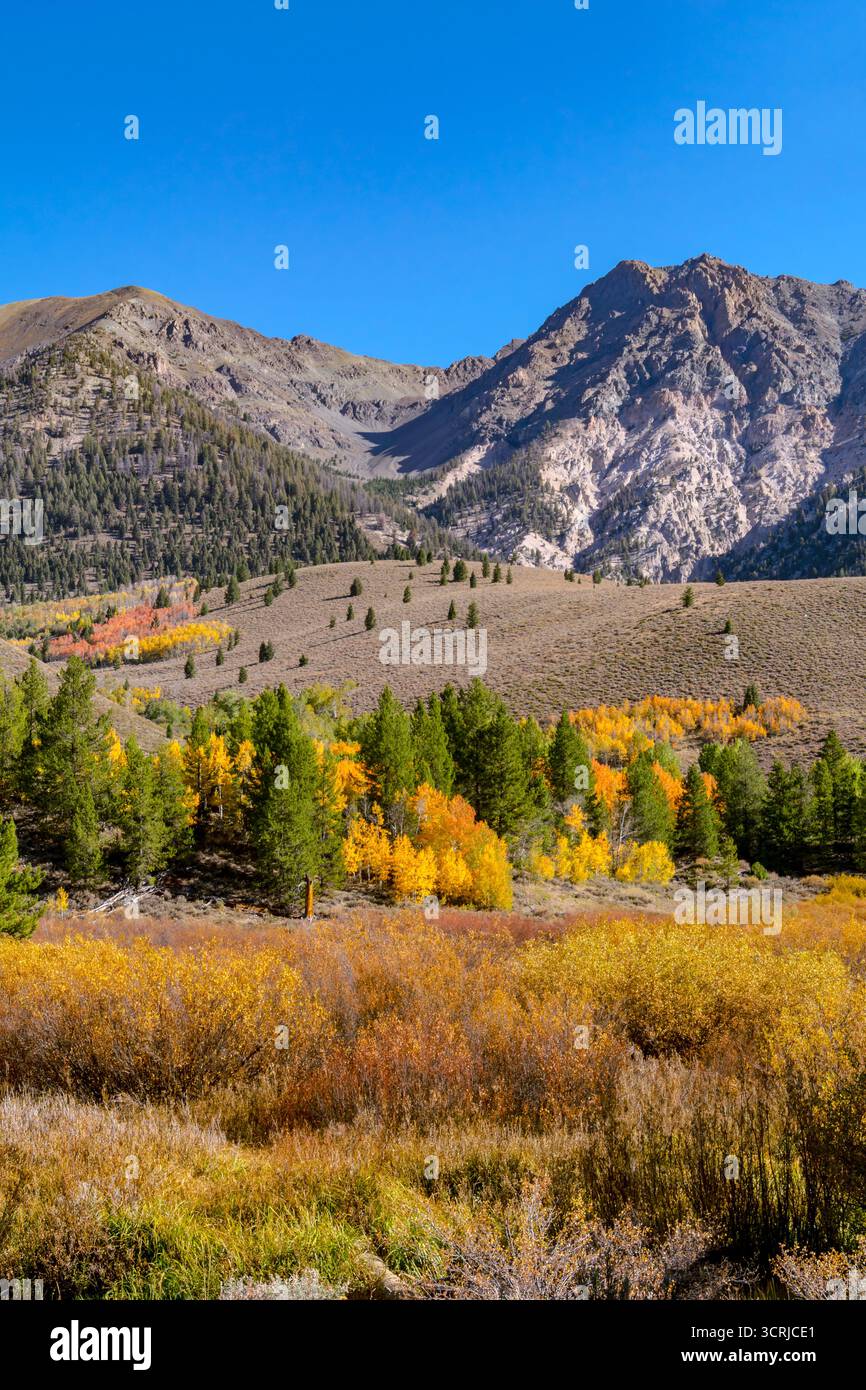 Sawtooth National Forest in autunno Foto Stock