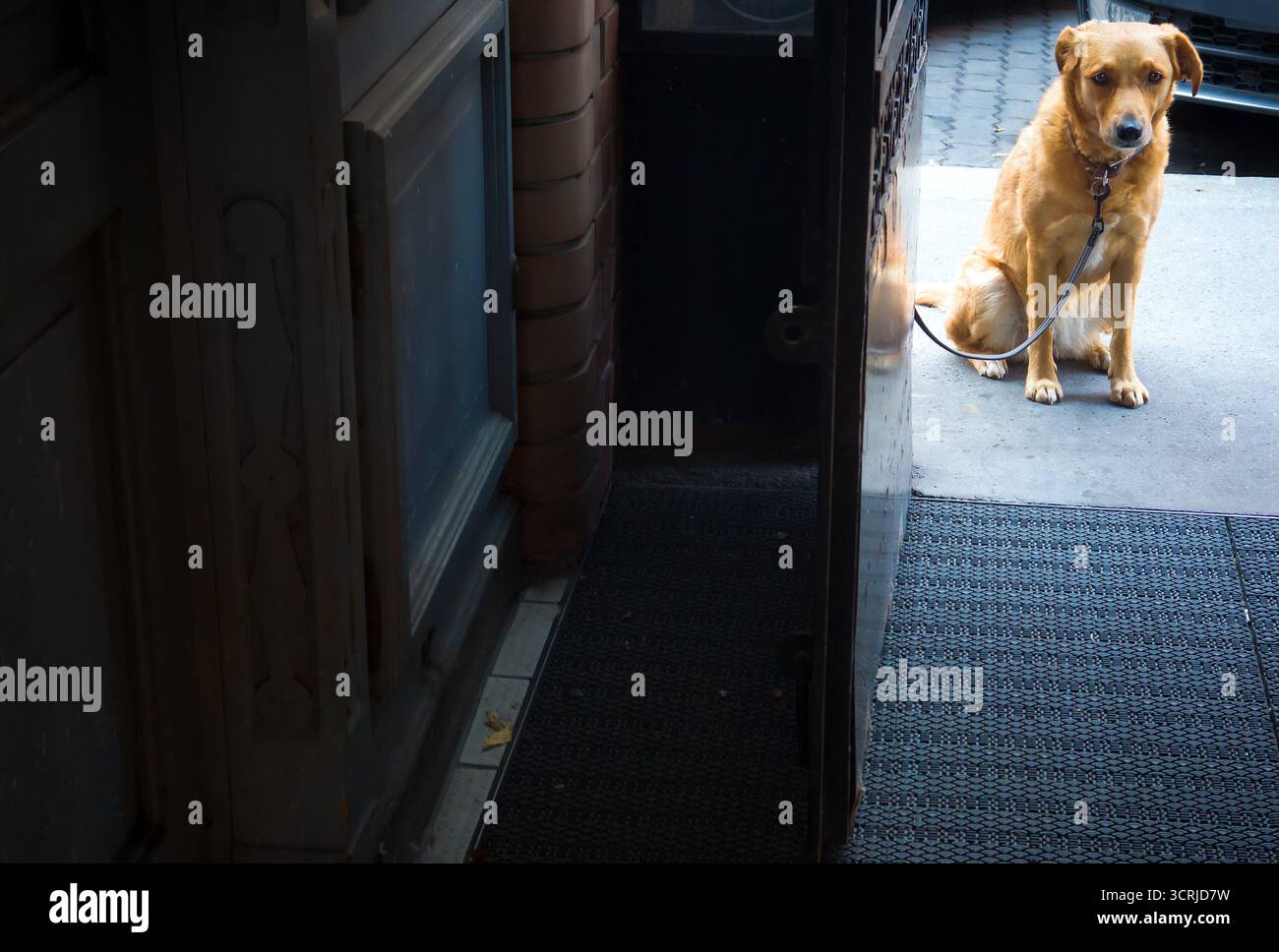 Cane lasciato seduto accanto alla porta di un negozio Foto Stock