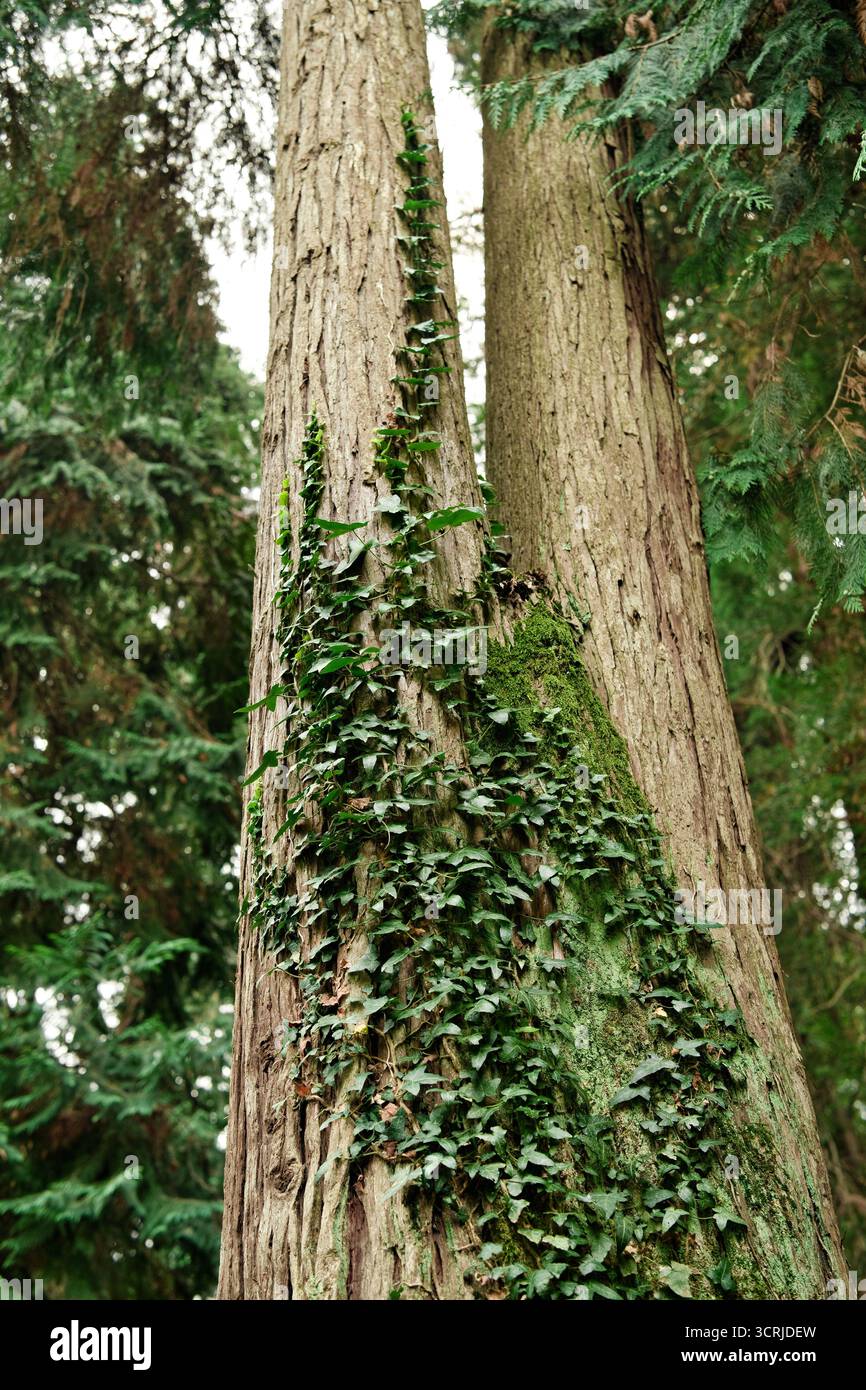 Pianta di arrampicata edera con foglie verdi su un tronco d'albero. Messa a fuoco selettiva. Foto Stock
