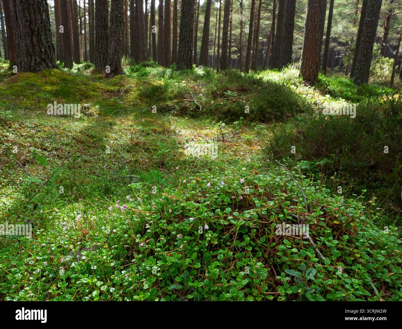 Twinflower Linnaea borealis mass on Woodland Floor, Dell Woods, Abernethy National Nature Reserve, near Nethy Bridge, Highland Region, Scotland, UK, M Foto Stock