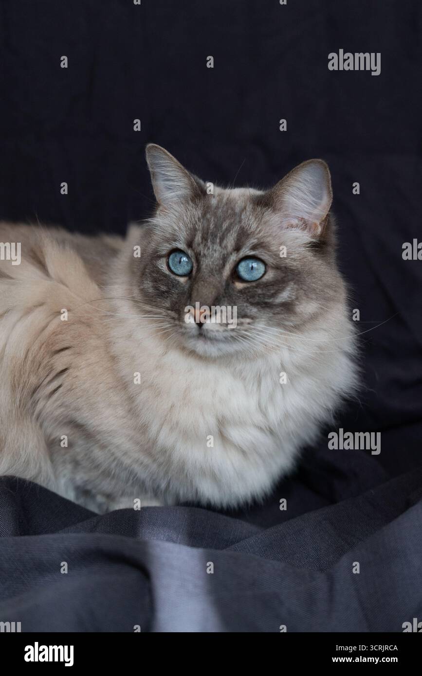 Ritratto di un gatto Ragdoll soffice dagli occhi blu Foto Stock