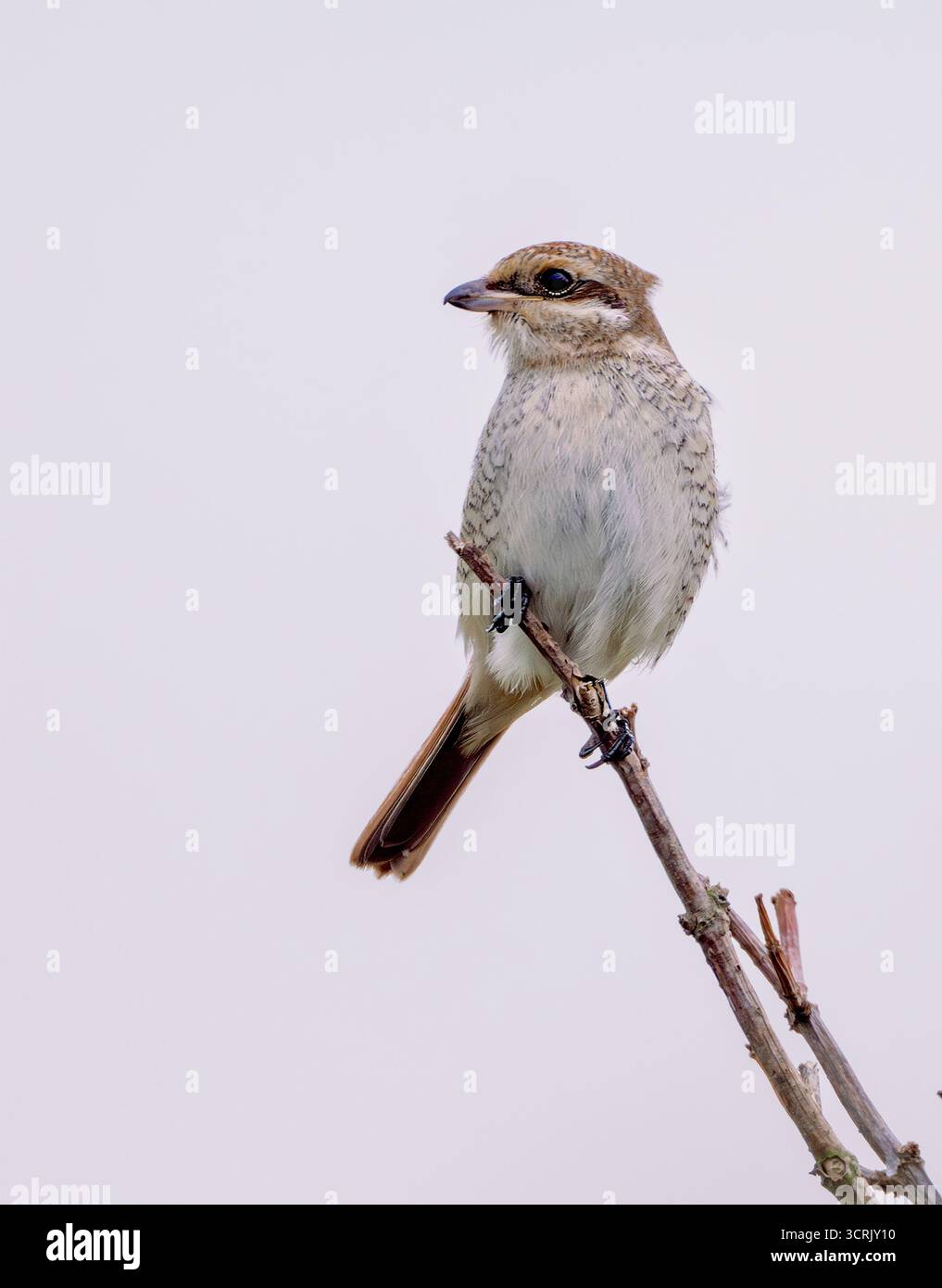 Un giovane Shrike dalla schiena rossa o il primo uccello invernale in passaggio e che si nutre da posatoi di siepi. Morston, North Norfolk, Regno Unito Foto Stock
