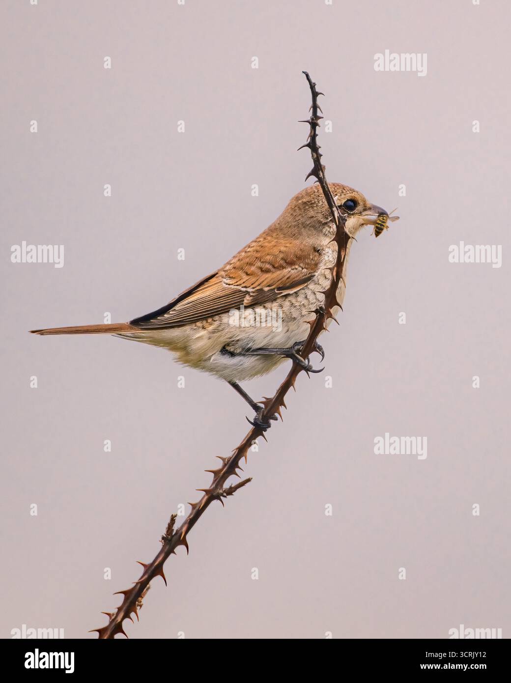 Un giovane Shrike dalla schiena rossa o il primo uccello invernale in passaggio e che si nutre da posatoi di siepi. Morston, North Norfolk, Regno Unito Foto Stock