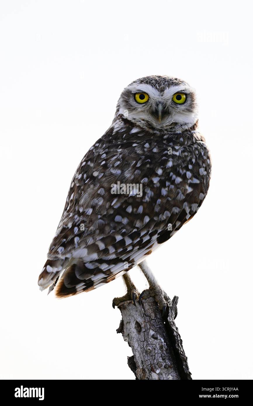 Gufo scavatore arroccato, provincia di la Pampa, Patagonia, Argentina. Foto Stock