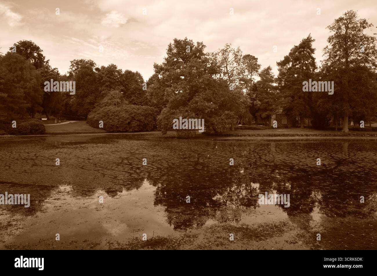 Tranquillo laghetto circondato da vegetazione lussureggiante al Claremont Landscape Garden, Surrey, Inghilterra, a settembre. Riflessi di alberi sull'acqua calma. Foto Stock