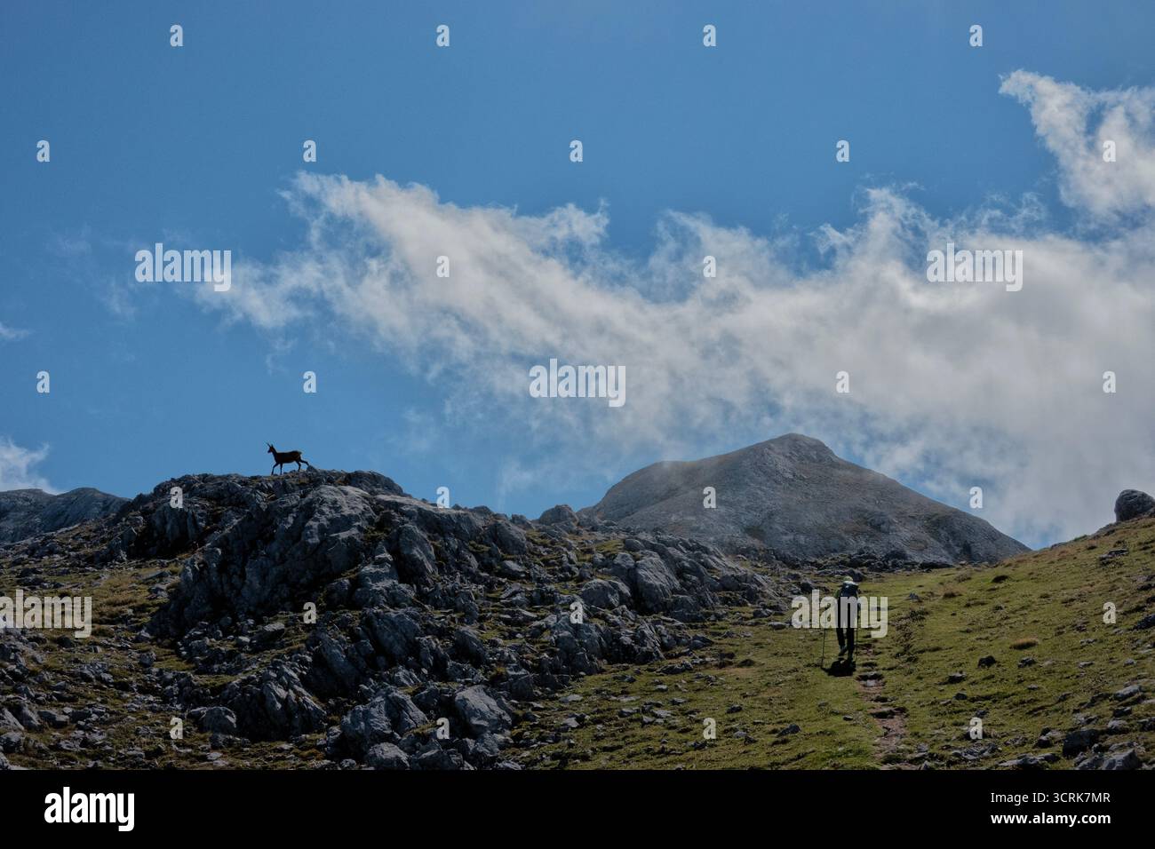 Escursionista e rebeco (camoscio cantabrico) nel Parco Nazionale Picos de Europa, Cantabria, Spagna Foto Stock