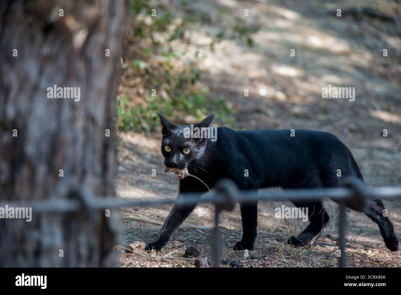 Gatto e topo faccia a faccia in un gioco di sopravvivenza, il gatto più forte e veloce cattura e lo rilascia più volte, senza lasciarlo sfuggire. Foto Stock