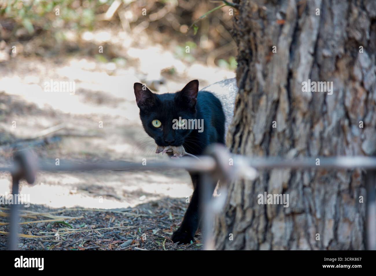 Gatto e topo faccia a faccia in un gioco di sopravvivenza, il gatto più forte e veloce cattura e lo rilascia più volte, senza lasciarlo sfuggire. Foto Stock