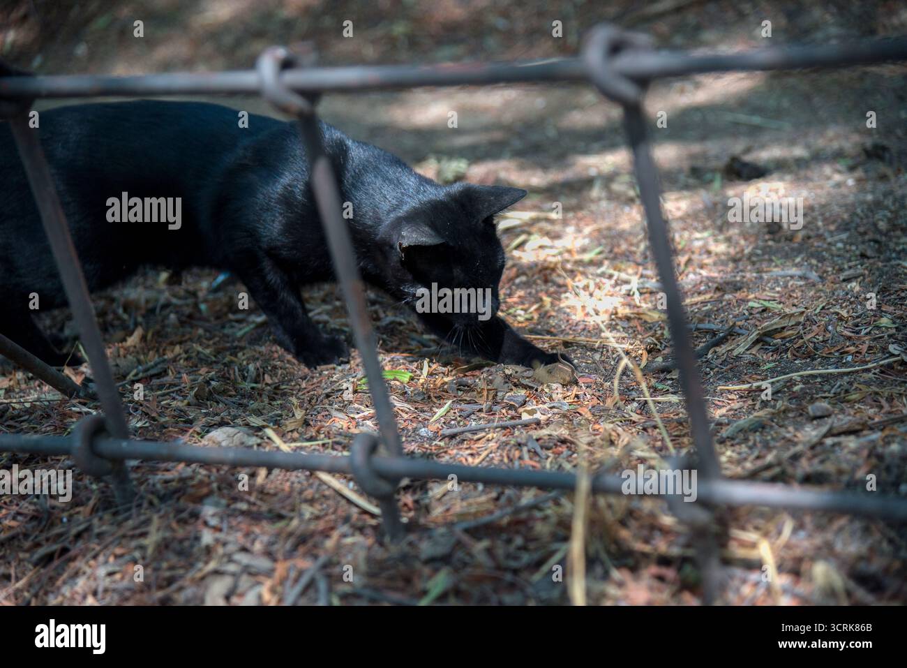 Gatto e topo faccia a faccia in un gioco di sopravvivenza, la velocità del gatto contro l'insistenza del topo per fuggire. Foto Stock