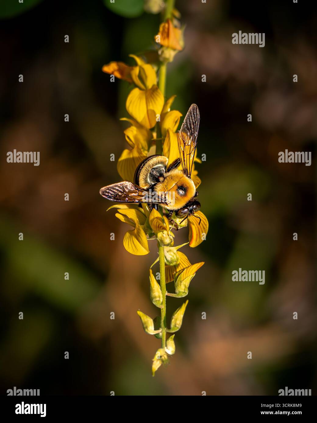 Primo piano di una macro fotografia di un bumblebee che raccoglie nettare su un fiore di campo giallo alla luce naturale del sole Foto Stock