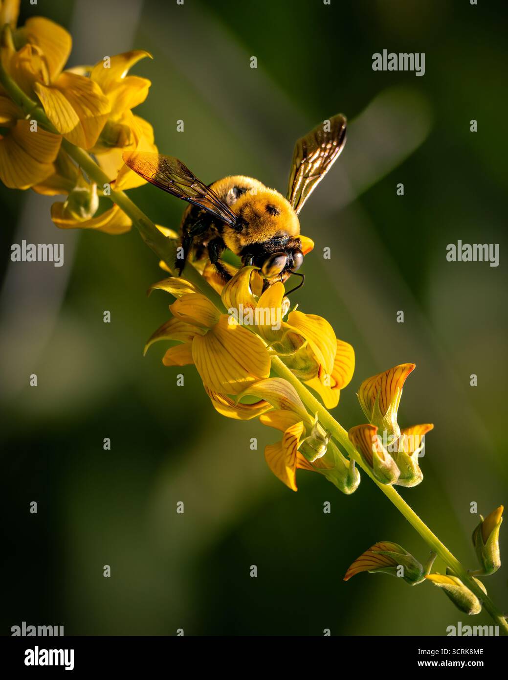 Primo piano di una macro fotografia di un bumblebee che raccoglie nettare su un fiore di campo giallo alla luce naturale del sole Foto Stock