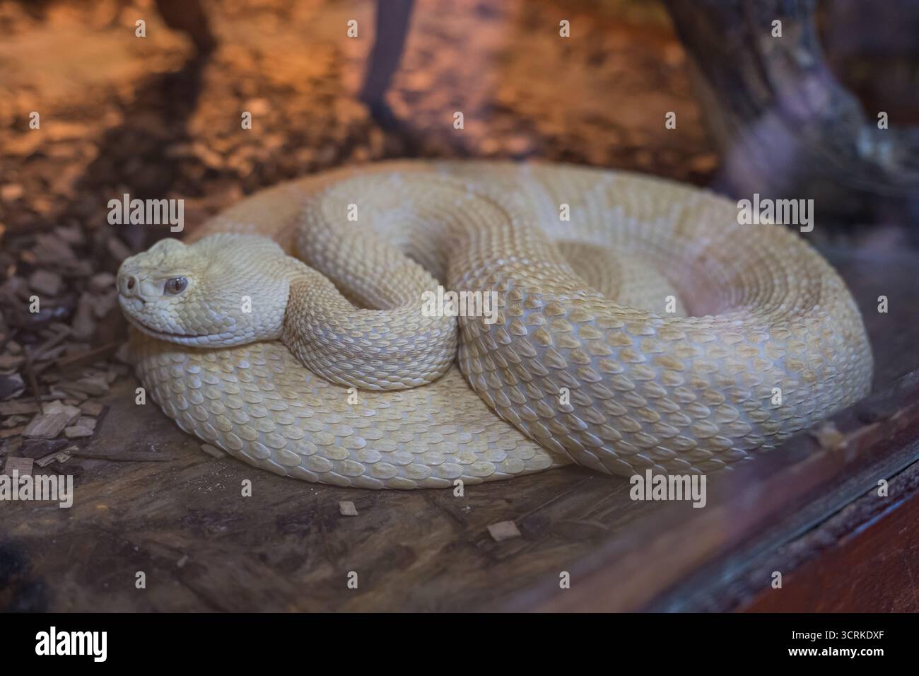 Una Western Diamondback Rattlesnake Crotalus atrox Foto Stock