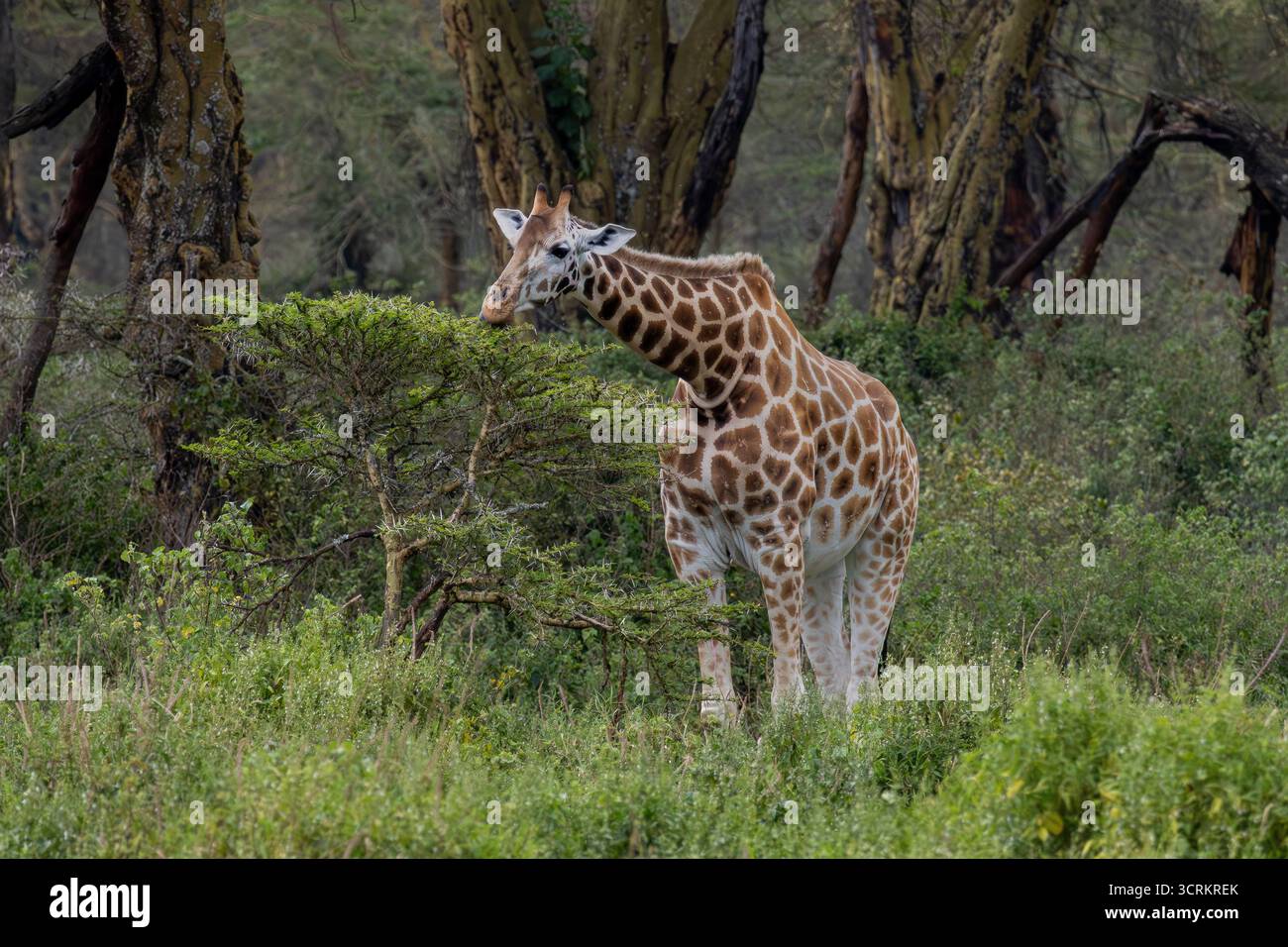 Una giraffa di Rothschild (Giraffa camelopardalis rothschildi o Giraffa camelopardalis camelopardalis) sfoglia su foglie di acacia nel lago Nakuru National Foto Stock