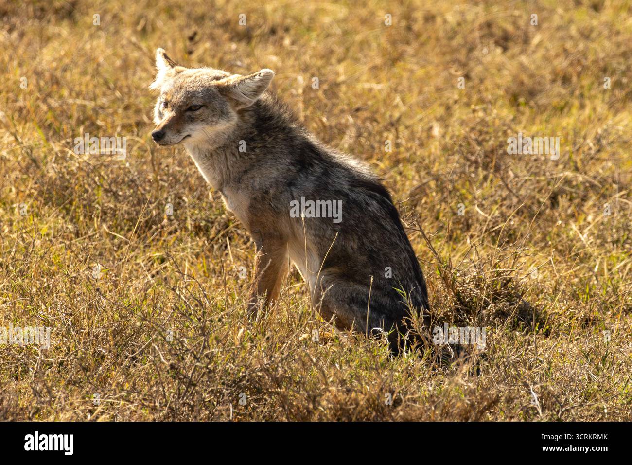 Un Giacallo dal dorso nero (Lupulella mesomelas) seduto nell'arida e soleggiata savana del Parco Nazionale del Serengeti Foto Stock