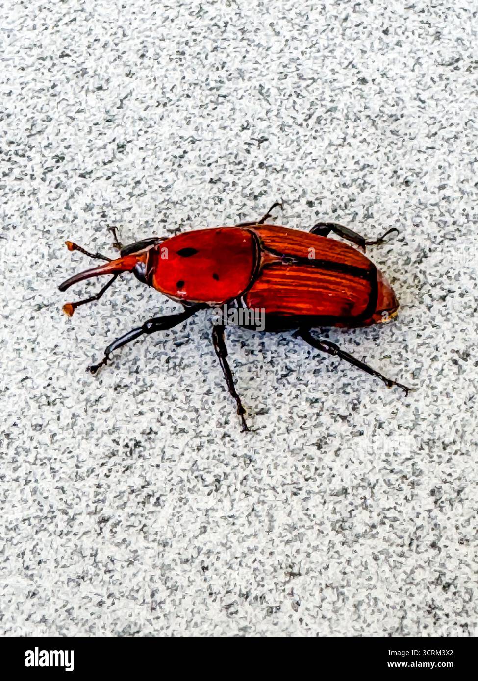 Rhynchophorus ferrugineus noto anche come Red Palm weevil, Asian Palm weevil o sago Palm weevil Foto Stock