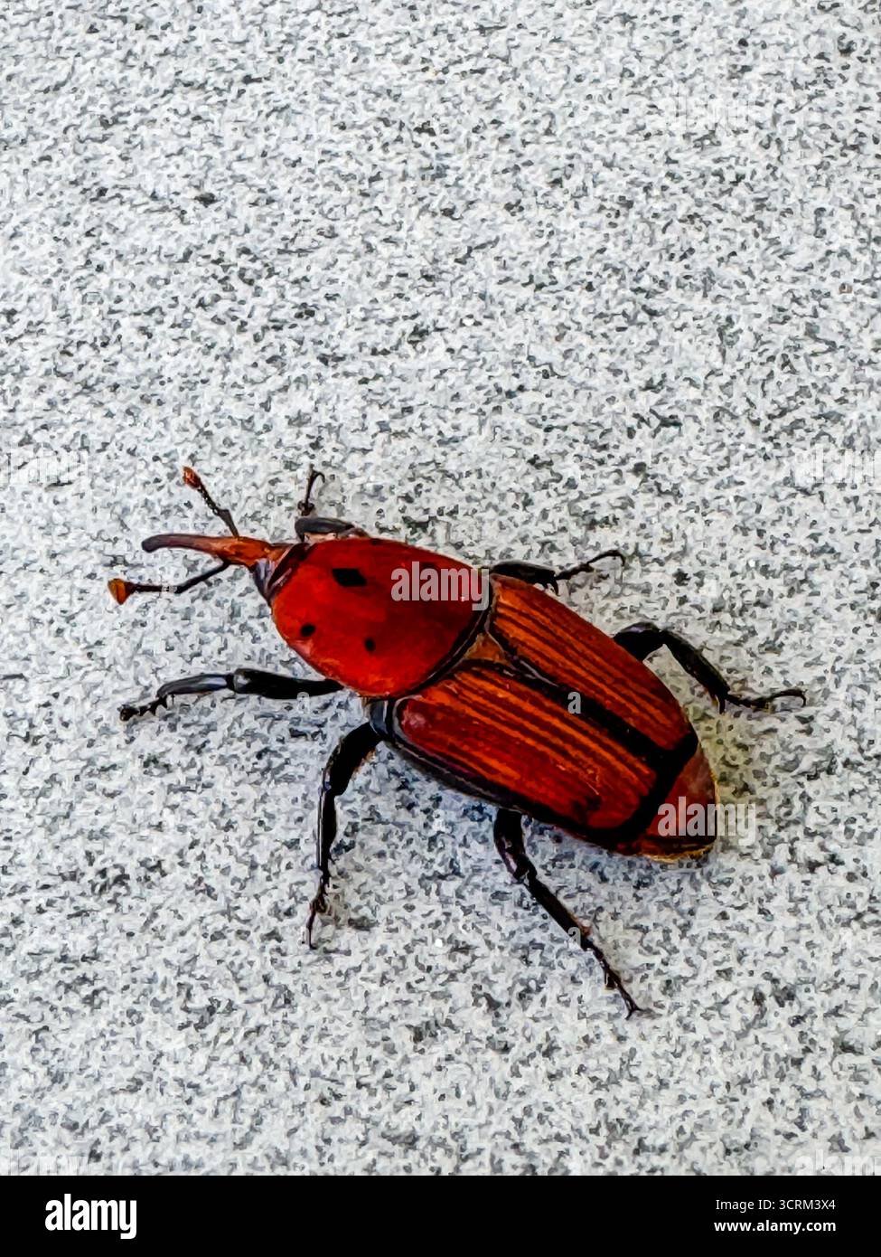 Rhynchophorus ferrugineus noto anche come Red Palm weevil, Asian Palm weevil o sago Palm weevil Foto Stock