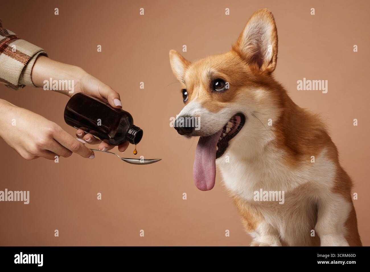 Corgi riceve la medicina liquida da da un cucchiaio in studio, mostrando la cura del veterinario, il trattamento, il dosaggio e la salute degli animali domestici per uso clinico o di prodotto. Foto Stock