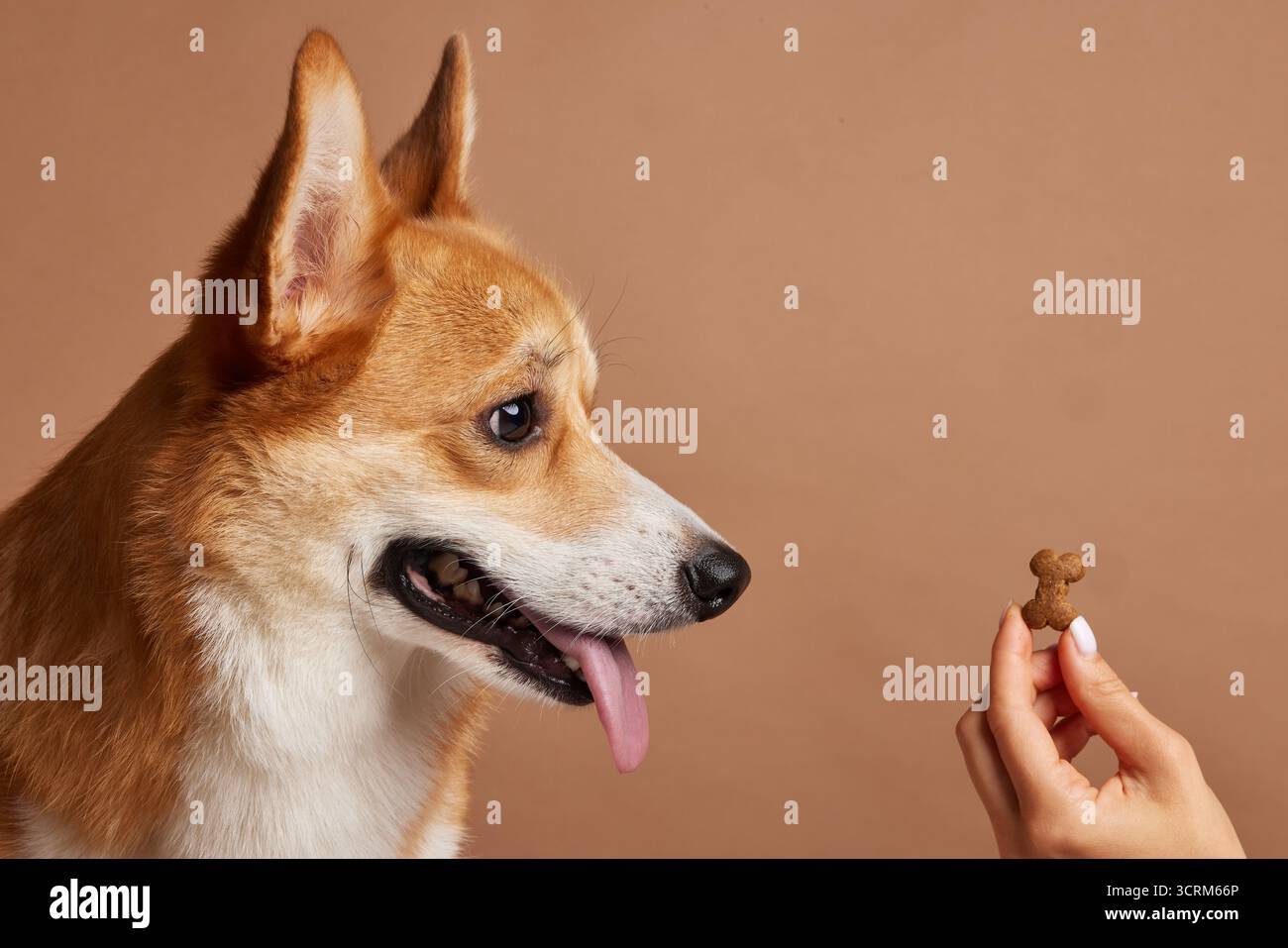 Vista laterale corgi che guardano un biscotto in mano al proprietario, illustrando obbedienza e formazione basata su premi su uno sfondo beige studio. Foto Stock