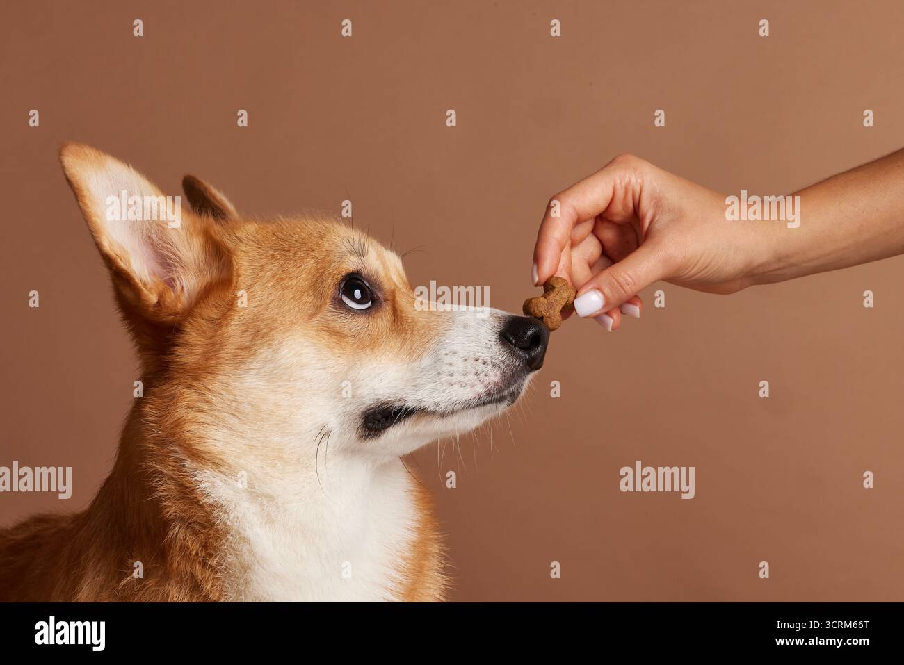 Corgi chiude gli occhi su un biscotto in mano al proprietario, illustrando la formazione positiva di rinforzo e obbedienza su uno sfondo beige studio. Foto Stock