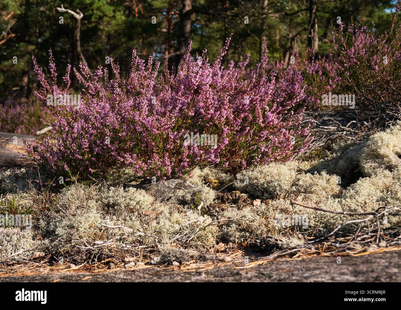Lichene di coppette arbustive e erica comune in fiore che cresce sulla roccia Foto Stock