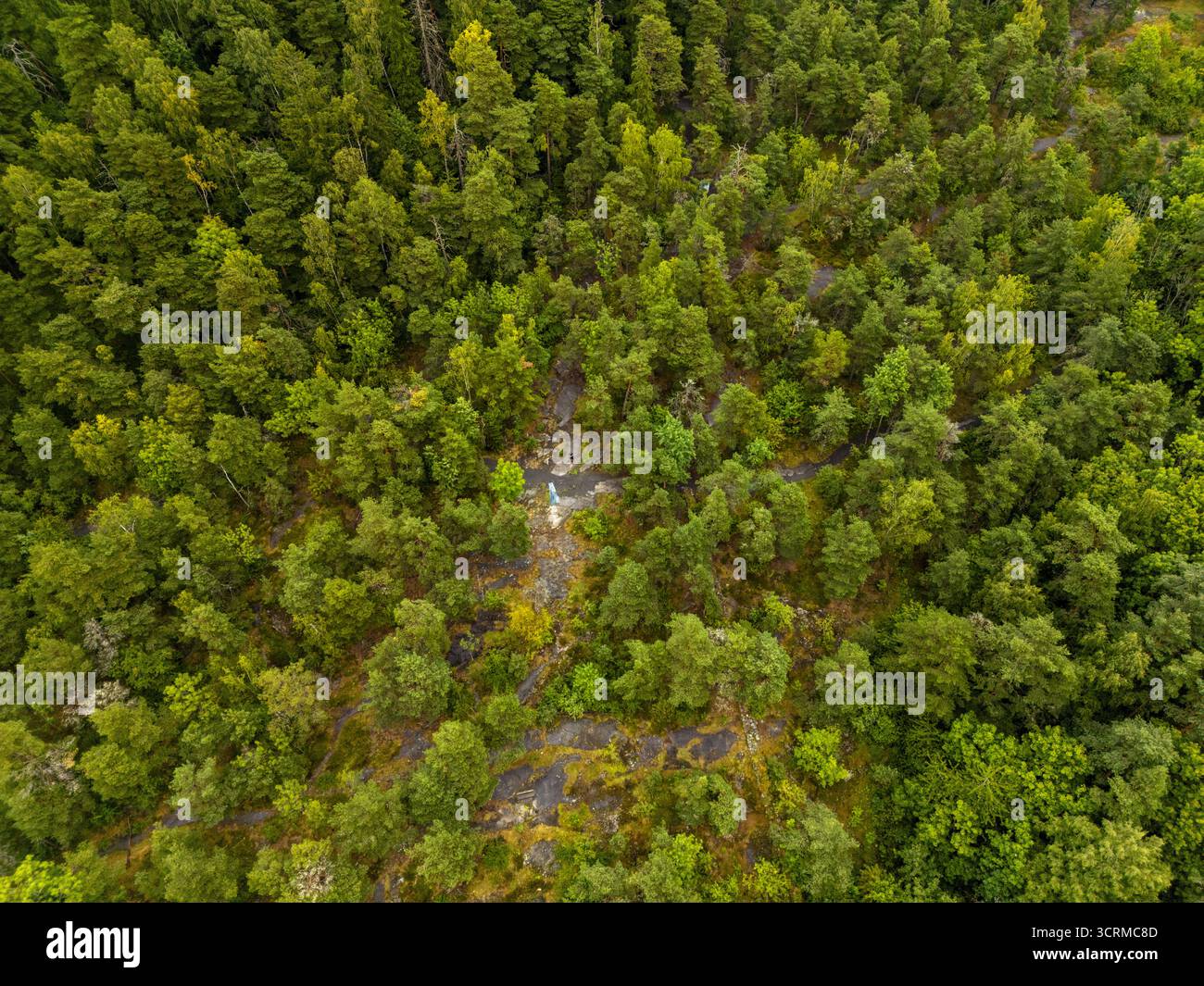 Vista aerea di una fitta tettoia della foresta, un vivace arazzo di tonalità smeraldo e giada, che crea un intricato mosaico di bellezza naturale, Oslo, Norvegia. Foto Stock