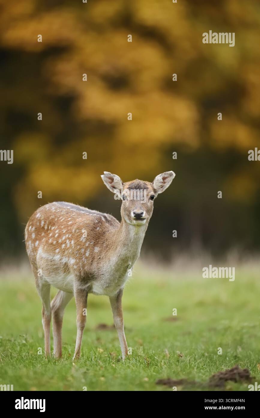 Cervo a riposo (Dama dama), femmina in autunno, Renania settentrionale-Vestfalia, Germania Foto Stock