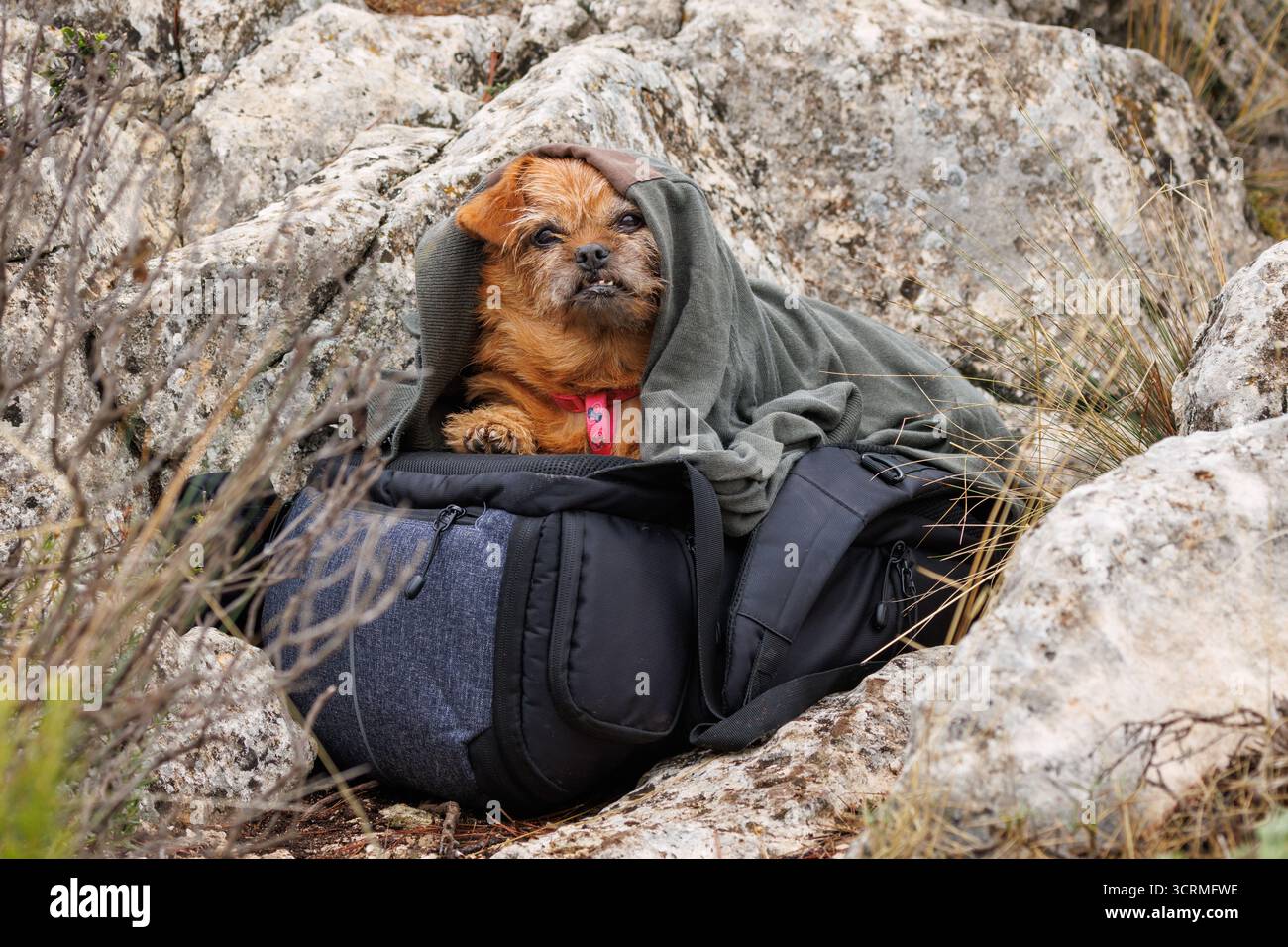 Il cane si accosta sotto gli abiti del proprietario per rimanere al caldo durante una pausa su un sentiero escursionistico, Alcoy, Spagna Foto Stock