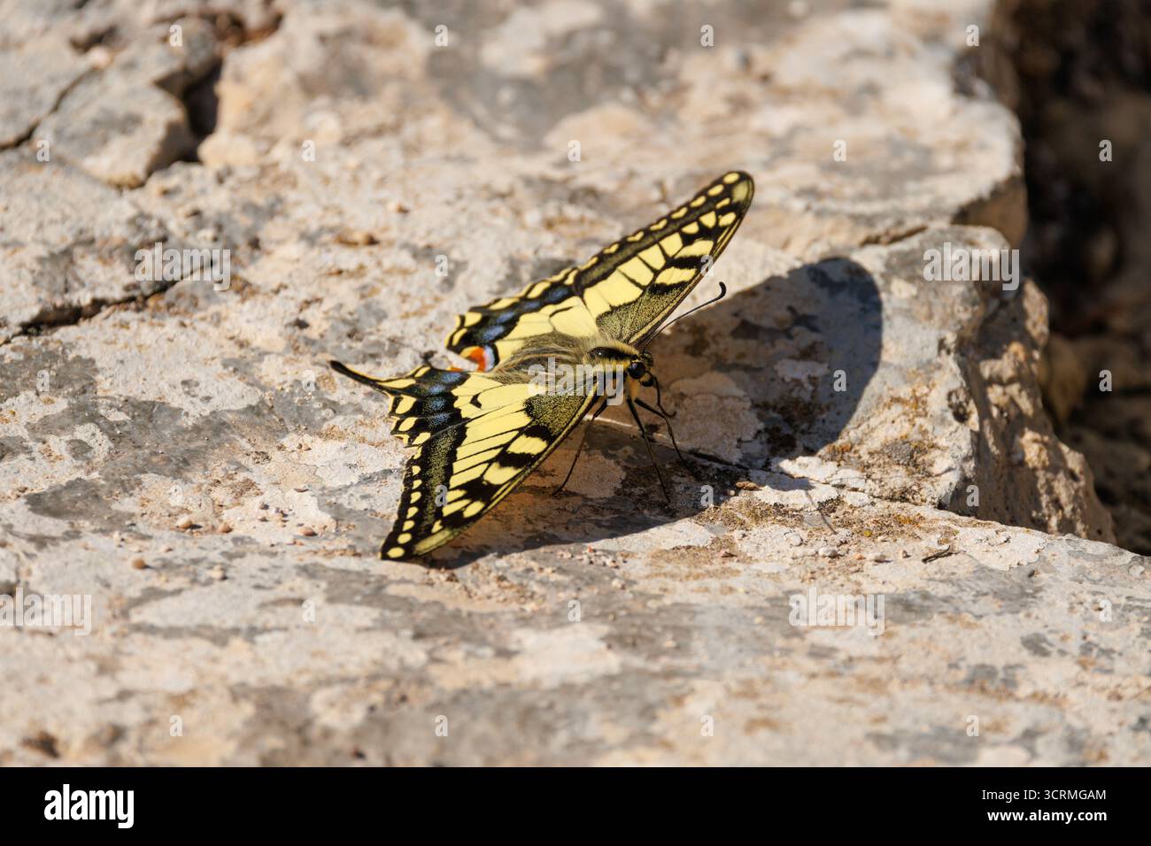 Farfalla Papilio machaon arroccata su una roccia, Alcoy, Spagna Foto Stock
