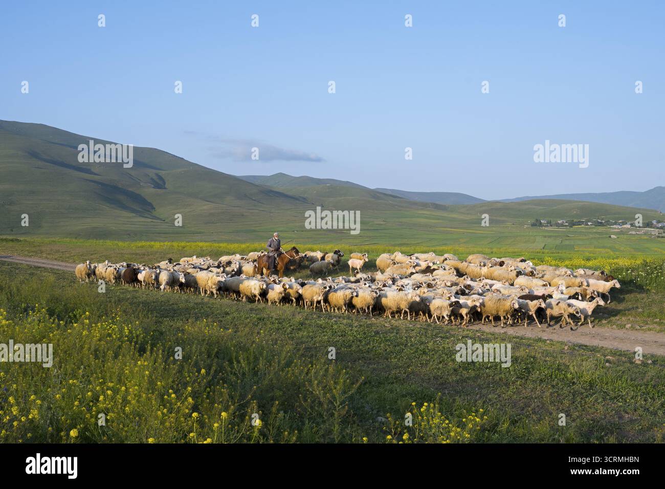 Un pastore conduce un gregge di pecore attraverso un vasto pascolo verde con dolci colline sullo sfondo sotto un cielo blu, vicino a Zovaber, provincia di Kotayk, AR Foto Stock