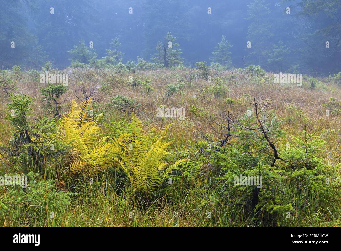 Felce da vermi (Dryopteris filix-mas) e piccoli pini (Pinus) in una palude rialzata, felci Leptosporangiate (Polypodiopsida), autunno, Furkajoch, Vorarlberg, Aust Foto Stock