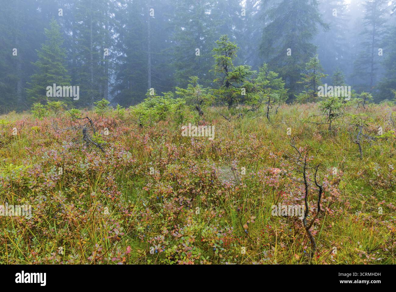 Mirtillo (Vaccinium uliginosum) in alta brughiera, famiglia delle erica (Ericaceae), piccoli pini (Pinus), famiglia dei pini (Pinaceae), autunno, Furkajoch, Vorarlbe Foto Stock