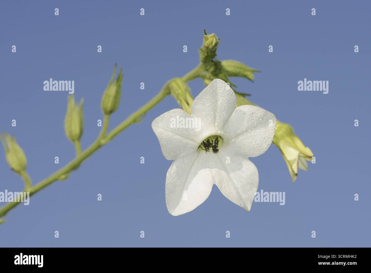 Tabacco ornamentale (Nicotiana alata), fiore, pianta ornamentale, Renania settentrionale-Vestfalia, Germania Foto Stock