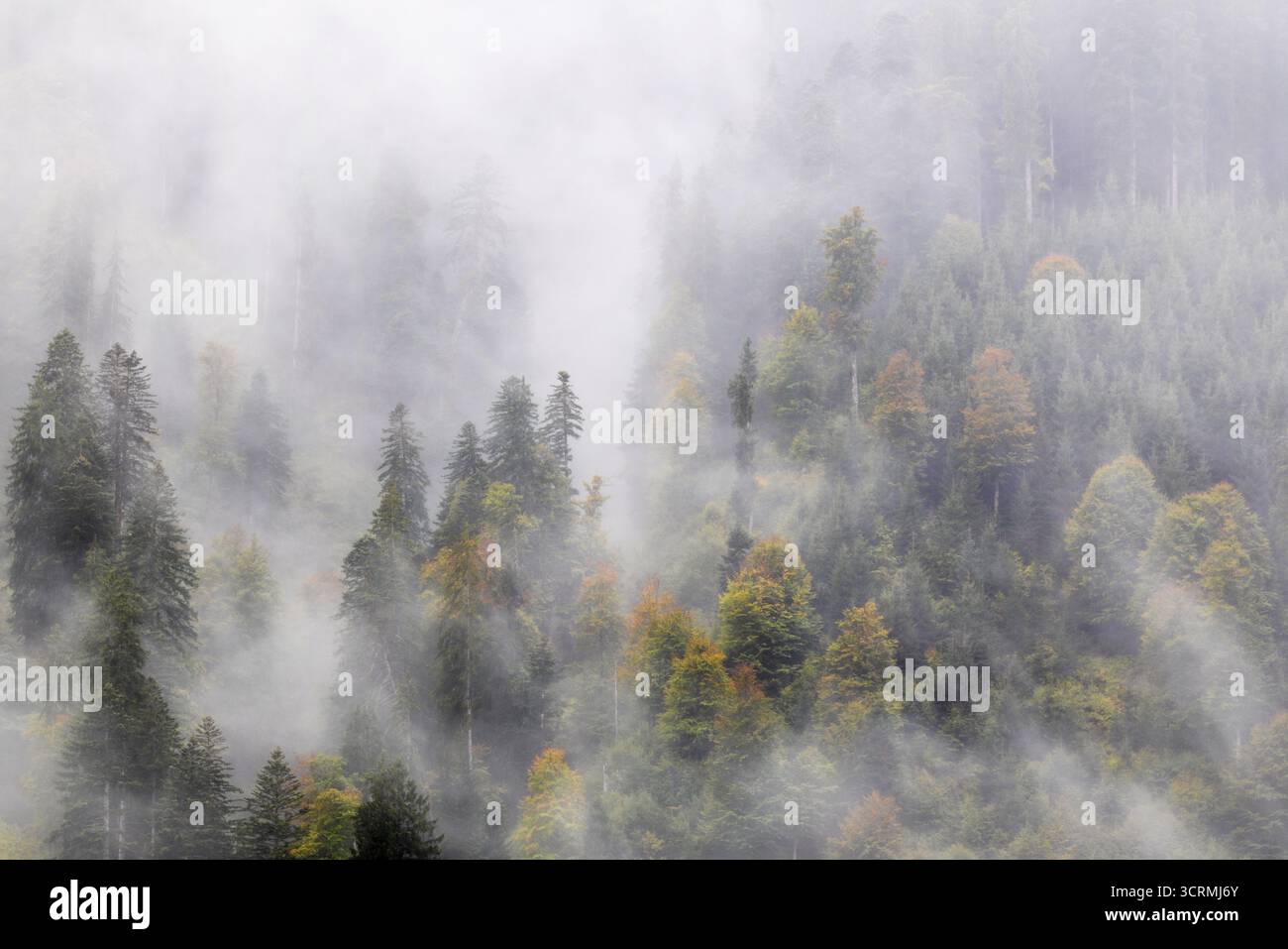 Foresta mista nella nebbia, foresta autunnale, autunno, Furkajoch, Vorarlberg, Austria Foto Stock