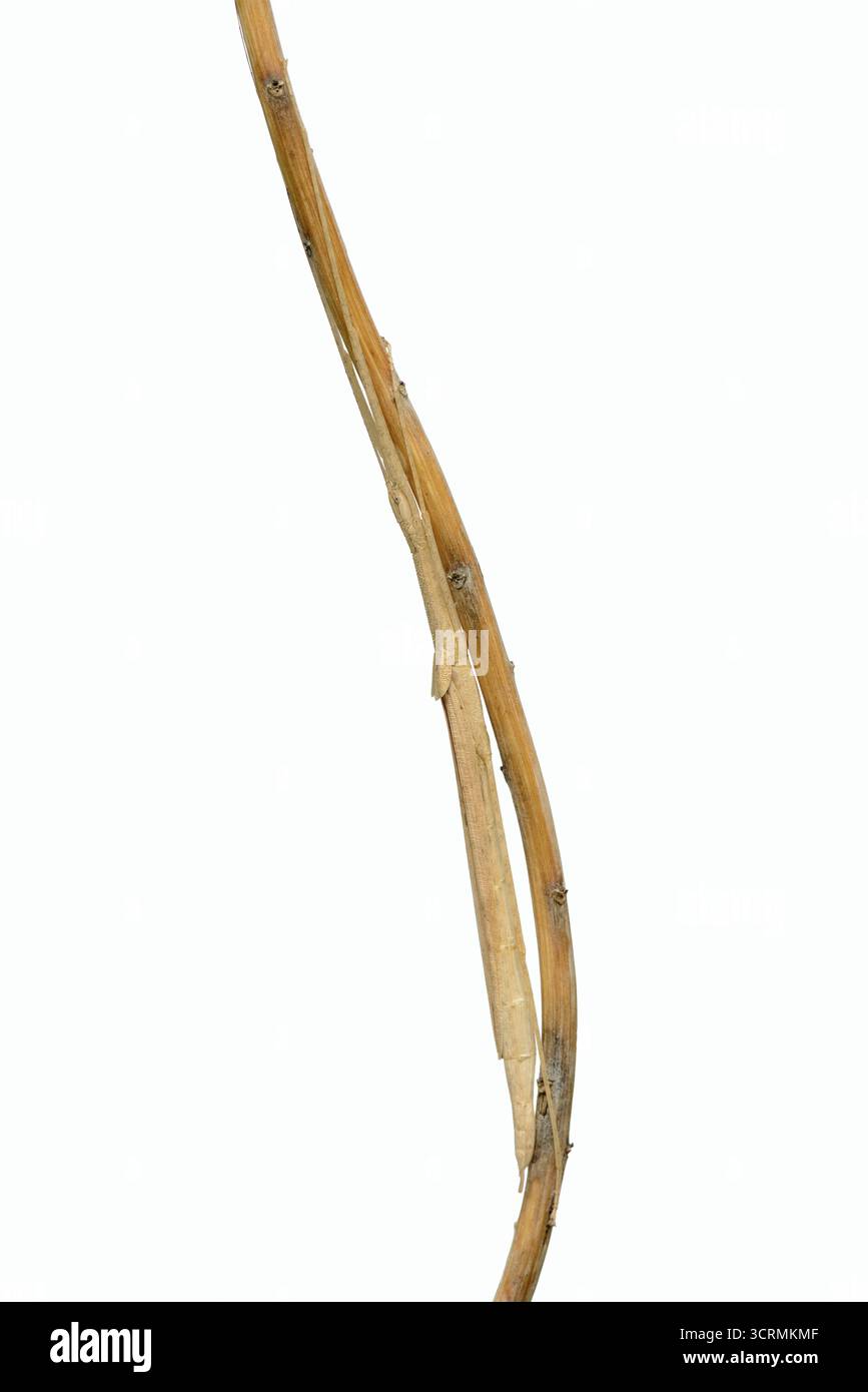 L'insetto bastoncino alato rosa (Sipyloidea chlorotica, Sipyloidea sipylus) è ben mimetizzato su un ramoscello su uno sfondo bianco, prigioniero, originario di AS Foto Stock