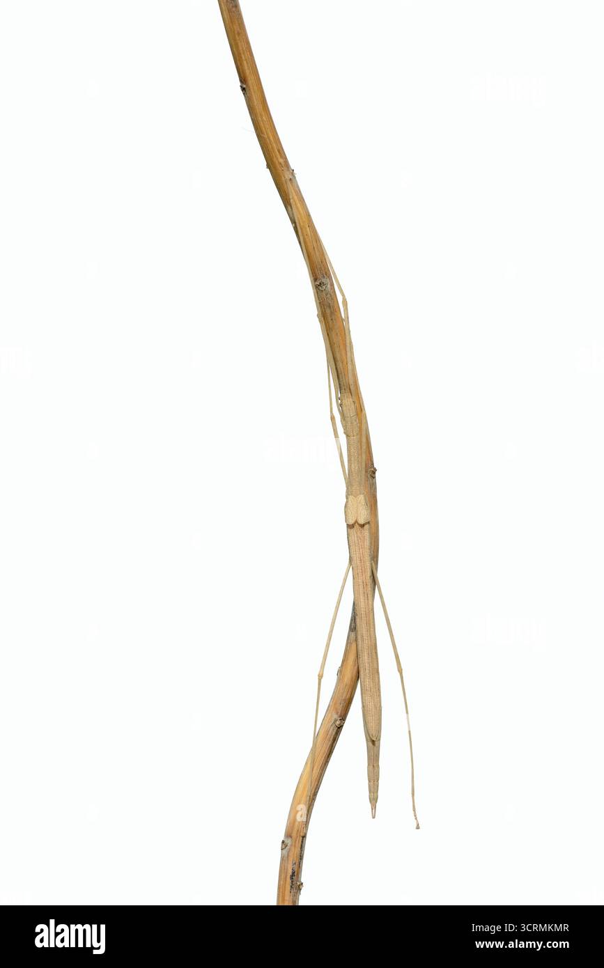 Insetto bastone alato rosa (Sipyloidea chlorotica, Sipyloidea sipylus) su un ramoscello su sfondo bianco, prigioniero, originario dell'Asia Foto Stock