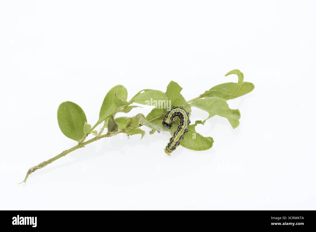 Falena del boscaiolo (Cydalima perspectalis), bruco sul ramoscello del boscaiolo (Buxus sempervirens) su sfondo bianco, Renania settentrionale-Vestfalia, Germania Foto Stock
